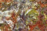 Rainbow Petrified Wood (Araucarioxylon) Slab - Arizona #99280-1